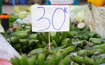 Chuối xanh 28 Tết: Từ nửa triệu ‘rơi’ xuống 30.000 đồng vẫn ế