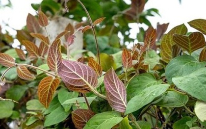 Loại lá "quét sạch" cơn ho mùa đông mà ít người biết