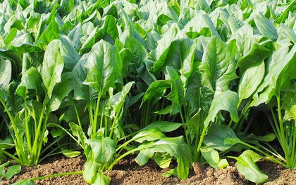 3 loại rau dưỡng gan, bổ khí huyết, ăn vào đến đâu người khỏe ra đến đó đang đầy chợ Việt