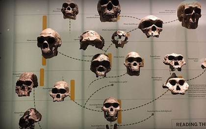 Dòng dõi ma là gì? Liệu nó có trong ADN của bạn và tôi không?