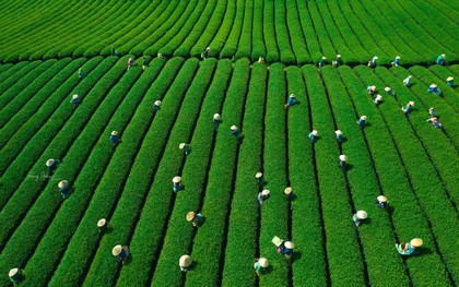 Mê mẩn đồi chè Mộc Châu mùa xuân