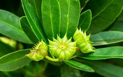 Việt Nam vừa xuất khẩu hơn 1.000 tấn hoa từ cây ‘bạc tỷ’: Thu về hơn 4 triệu USD, doanh nghiệp nào đóng góp lớn nhất?