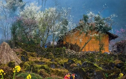 Lạc bước giữa những màu hoa sặc sỡ ở cao nguyên Đồng Văn