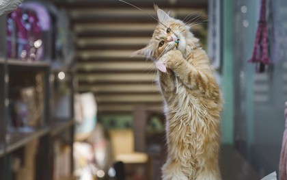 Người đàn ông kiếm được 565 triệu đồng nhờ cho mèo của người khác ăn mấy ngày Tết