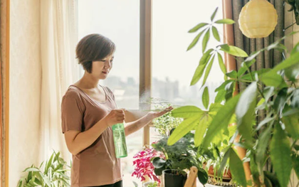 Đừng đặt cây ở 5 vị trí này trong nhà: Tưởng đẹp mà hóa rước họa, nhiều người để rồi mới hối hận