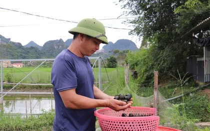 Bỏ lúa nuôi loài "nhả ngọc" trong nước đá vôi không tốn 1 xu, hộ nông dân kiếm hơn 1 tỷ đồng