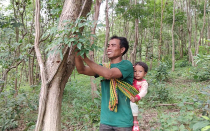 Loại gỗ quý "đắt như vàng" ở Việt Nam: Cần trăm năm để lớn nhưng có thể biến mất chỉ sau một đêm