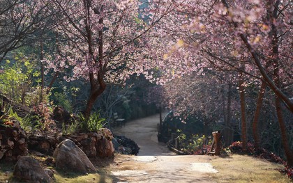 Mai anh đào trên cao nguyên Mộc Châu vào mùa đẹp nhất năm