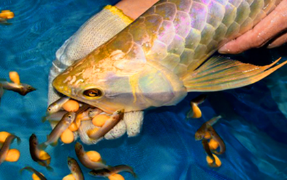 Ăn trứng cá rồng, 13 người nghi ngộ độc nhập viện