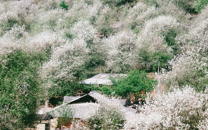 Thiên đường hoa sơn tra giữa đại ngàn Tây Bắc vào mùa đẹp nhất năm