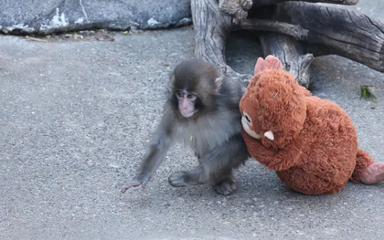 Dân mạng xót xa chú khỉ con phải chơi gấu bông vì bị bầy đàn bắt nạt