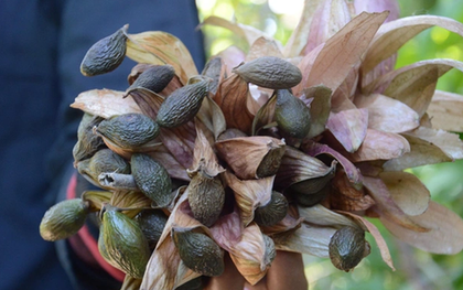 Loại hạt xưa rụng đầy gốc không ai "ngó", giờ thành đặc sản giá 300.000 đồng/kg