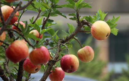 3 loại cây chiêu tài lộc, giải độc gan nên trồng trong nhà