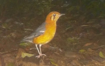 Loạt chim quý vừa mới phát hiện ở Quảng Trị