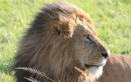 Lần đầu tiên trên thế giới, pháp y ADN giúp kết án tội phạm giết và buôn bán một cá thể sư tử