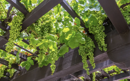 3 loại cây nên trồng trước cổng nhà năm Bính Ngọ để đón tài lộc, vượng khí