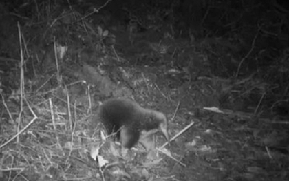 Loài vật quý hiếm bậc nhất hành tinh, tuyệt tích 60 năm bất ngờ "tái xuất" một cách bí ẩn