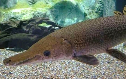 Sở Y tế Thanh Hóa thông tin chính chức vụ ngộ độc do ăn trứng cá phúc lộc thọ