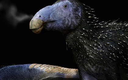 Trung Quốc phát hiện “rồng gai” chưa từng thấy trên thế giới