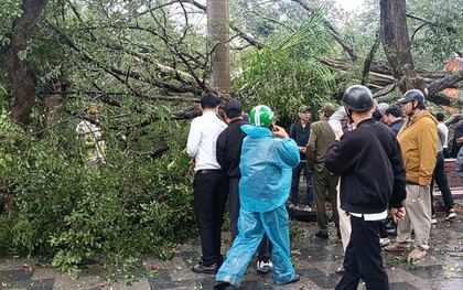 VIDEO: Cây cổ thụ đối diện đền Quán Thánh bất ngờ bật gốc, đổ xuống đường Thanh Niên