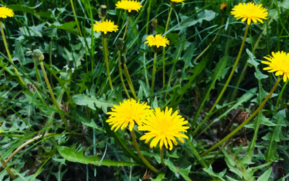 Loại cỏ dại nhưng được coi là “nữ hoàng thảo dược”, pha nước uống có loạt công dụng khiến nhiều người bất ngờ