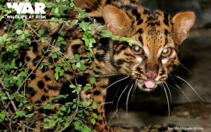 "Báu vật" được ví như "bóng ma của rừng sâu" xuất hiện trong cánh rừng lớn nhất Nghệ An