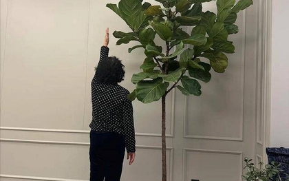 Người xưa dặn "Cây âm không vào nhà, cây dương không trồng mộ": Nghe thì tâm linh nhưng sự thật lại vô cùng khoa học!