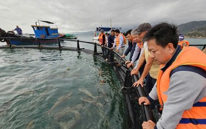 Dùng chiếc lồng kỳ diệu, ngư dân nuôi cá mú lãi gấp 3 lần, hàng trăm triệu đổ về túi