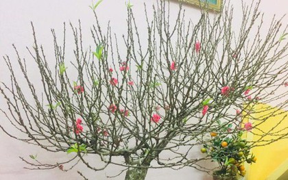 Cảnh báo đặc biệt tới các gia đình đang bày hoa đào ngày Tết