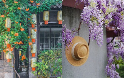 Đừng dại trồng 8 loại cây này trong nhà và sân vườn: Đẹp trước mắt, “đau ví” về sau