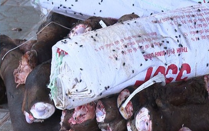 Phát hiện 2 kho lạnh chứa gần 6 tấn đuôi, chân trâu bò bốc mùi thối ở Thanh Hoá