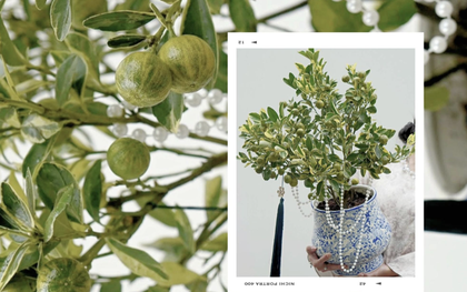 Trang trí nhà đón Tết: Loại quất kén người chơi nhưng khi đã hợp thì sang khỏi phải bàn