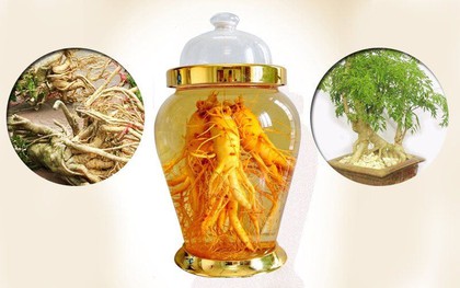 1 lưu ý quan trọng bất cứ ai uống rượu đinh lăng đều phải biết