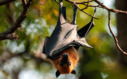 Phát hiện virus mới âm thầm lây từ dơi sang người, bị nhầm với virus Nipah