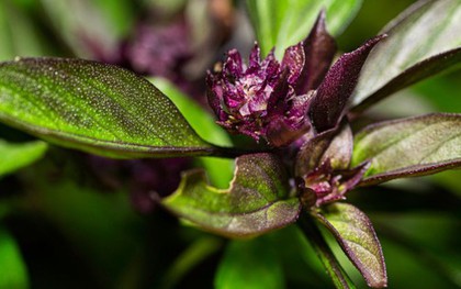 3 loại cây gia vị nên trồng trong năm Bính Ngọ