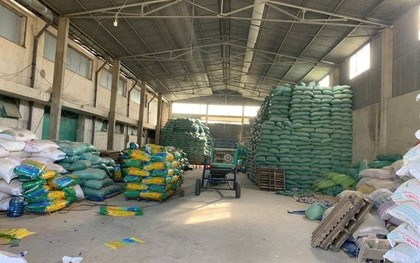 Khởi tố giám đốc làm giả hơn 200 tấn lúa giống ST25, ST24