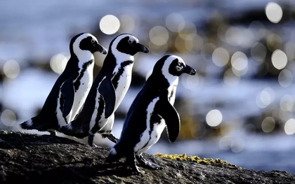 Loài chim cánh cụt duy nhất ở châu Phi đứng trước nguy cơ tuyệt chủng