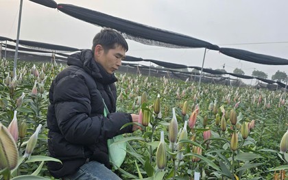 Cận Tết Bính Ngọ, nhà vườn Hà Nội 'nín thở' chờ hoa nở đúng dịp