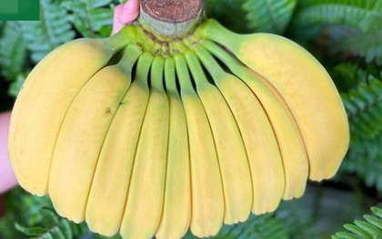 Chuối có hình dáng lạ, giá cao vẫn nhiều người muốn "săn" về chưng Tết