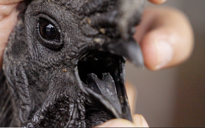 Nghề nuôi con kỳ lạ ở Việt Nam: Loài vật đen sì toàn thân, trứng giá cả triệu đồng vẫn không đủ bán