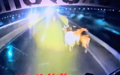 Đàn bò rơi khỏi xe tải trên tuyến cao tốc Vĩnh Hảo - Phan Thiết, giao thông rối loạn trong đêm