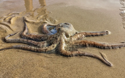 Bạch tuộc bỗng nhiên chết hàng loạt bên bờ biển: Lời cảnh báo đáng sợ cho con người