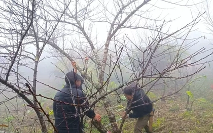 Đổ xô lên núi săn đào đá về bán Tết