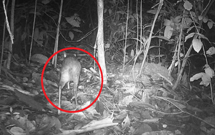 Loài vật quý hiếm bậc nhất hành tinh, tuyệt chủng 30 năm bất ngờ "tái xuất" ngỡ ngàng