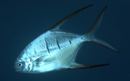 Hàng chục người bị cá ăn thịt tấn công khi tắm sông ở Argentina