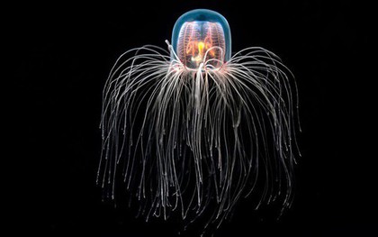 Loài vật bất tử duy nhất trên thế giới