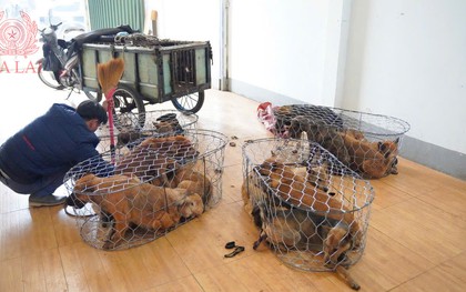 Băng nhóm “cẩu tặc” liên tỉnh sa lưới: 5.200 con chó bị bắt trộm, 52 tấn tuồn đi tiêu thụ thu lợi 2,6 tỷ đồng