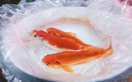 Mẹo chọn cá cúng Ông Công Ông Táo