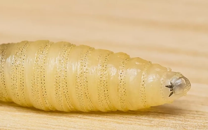 Ký sinh trùng ăn thịt người tái xuất gây báo động tại Mỹ