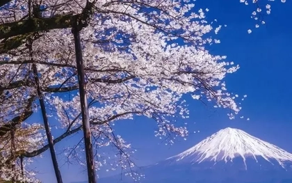 Một thành phố ở Nhật Bản bất ngờ hủy lễ hội hoa anh đào